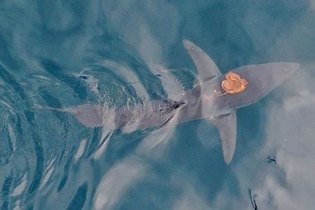 Researchers spotted an orange blob near a shark&#39;s head. It turned out to be an octopus along for a ride.