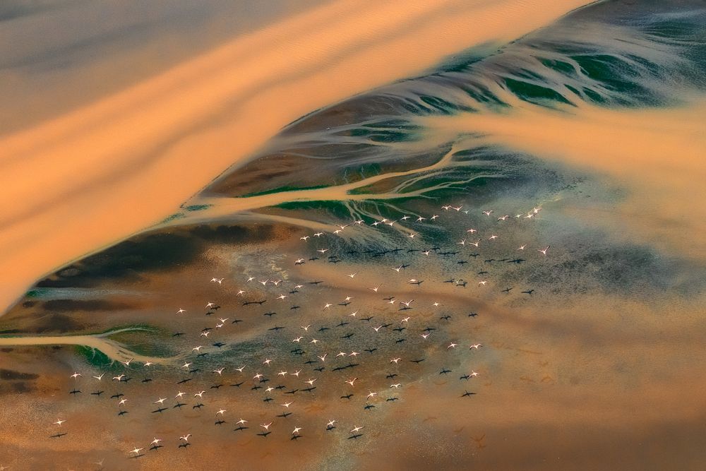 The vast grasslands of Kenya stretch out like a brocade woven by the earth, while a helicopter hovers in mid-air, its rotors stirring up the air currents and startling a flock of African birds. They spread their wings and take flight into the sky. Flocks of birds weave together to create a dynamic poem.