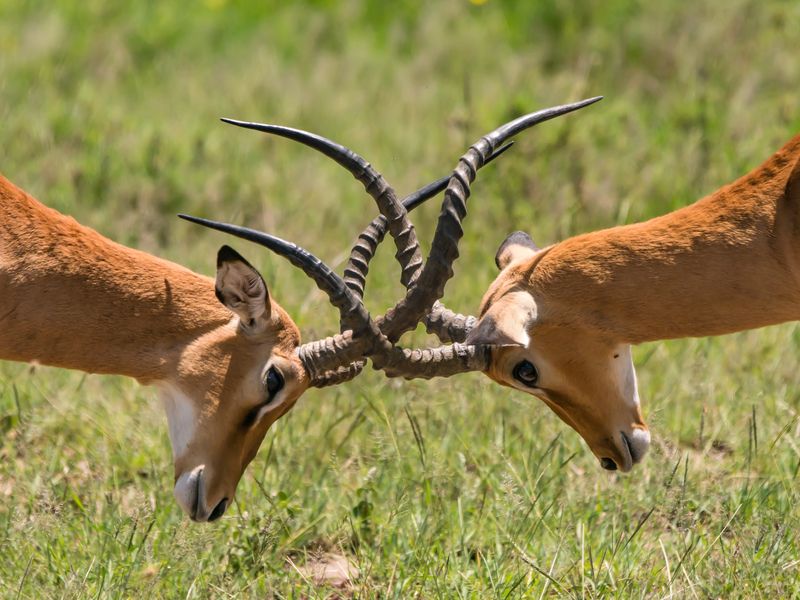 Locking Horns Smithsonian Photo Contest Smithsonian Magazine