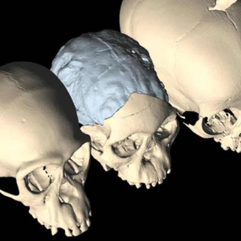 Neanderthal genes could explain the shape of our skulls, study finds