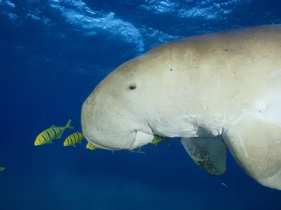 Dugongs have disappeared from waters off of China.