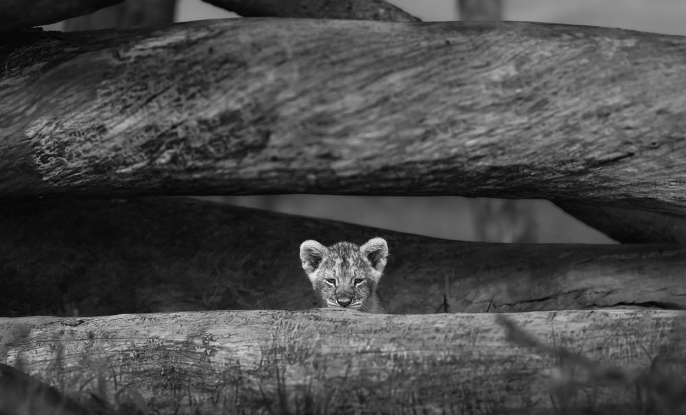 A lion cub exudes curiosity as it peeks over a fallen tree trunk, its eyes wide with wonder.