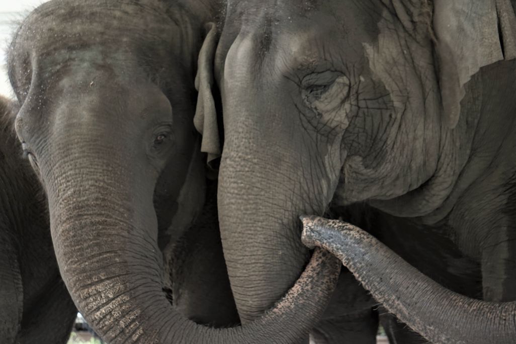 A close up of two elephants with their trunks touching