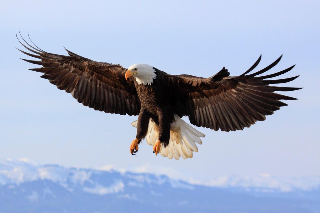 Bald Eagle