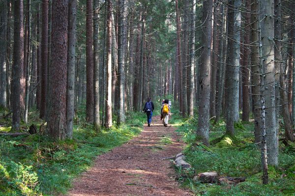 Students Taking a Walk in a Forest thumbnail