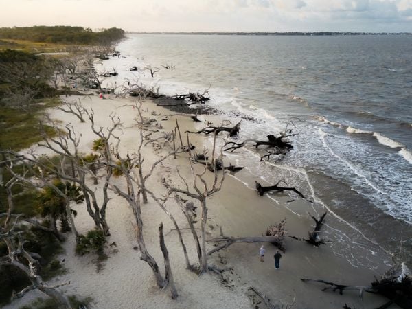 Driftwood beach thumbnail