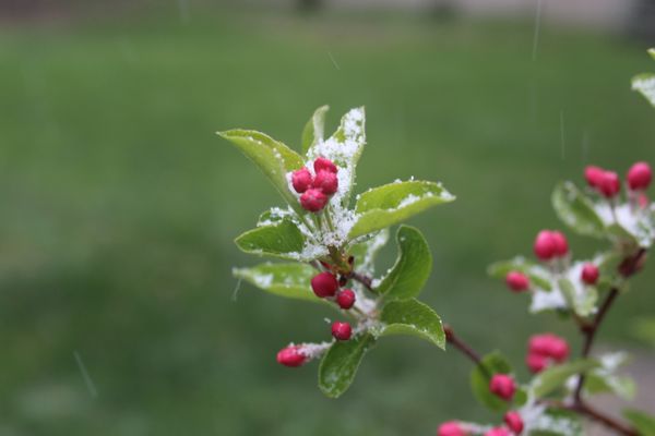 Snow on Apple Blossoms thumbnail