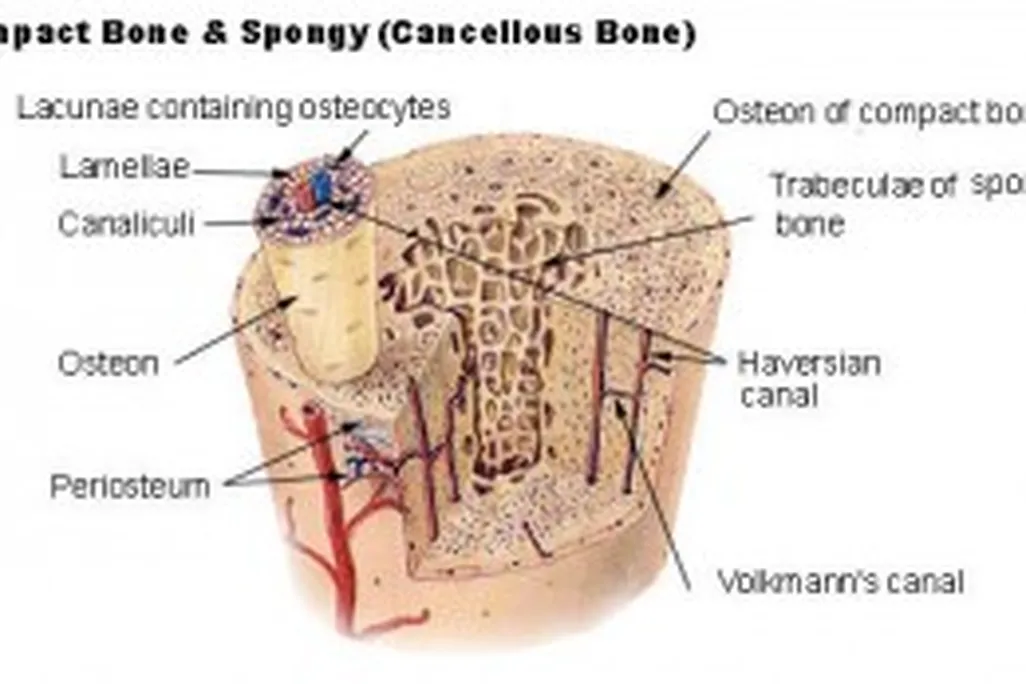 20110520083205Illu_compact_spongy_bone-300x173.jpg