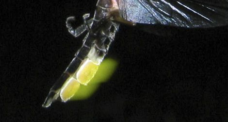 Firefly (Photinus pyralis)