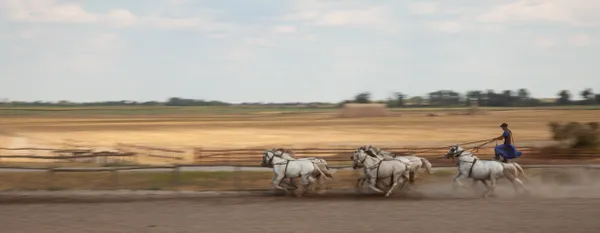 Rider Driving Ten-Horse Team thumbnail