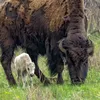 Rare White Bison Calf Born at Yellowstone National Park icon
