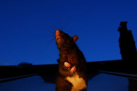 Rats' days are numbered in New Zealand.