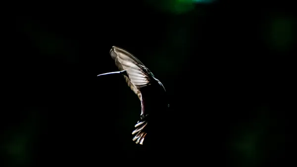 silhouette of a hummingbird thumbnail