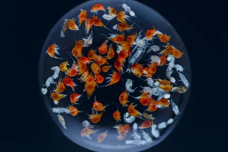 Copepods at various life stages teem inside a water droplet. The creatures go through six larval and six juvenile stages between egg and adulthood. They grow a new pair of legs at each stage.