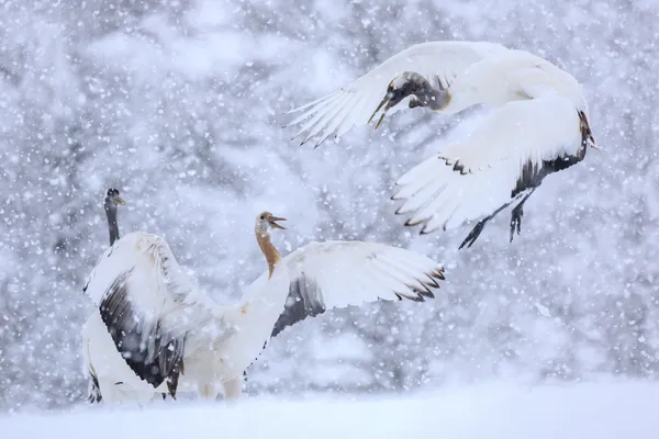 Playing in the snow thumbnail