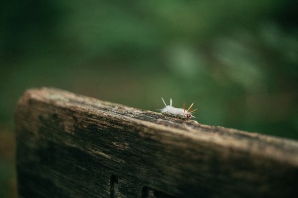 Caterpillar on a trail marker thumbnail