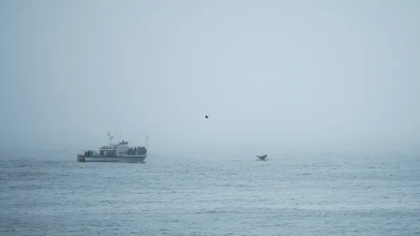 Whale watching in Oregon Coast thumbnail