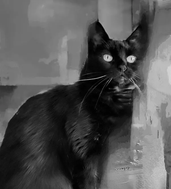 Black Cat Souls thumbnail