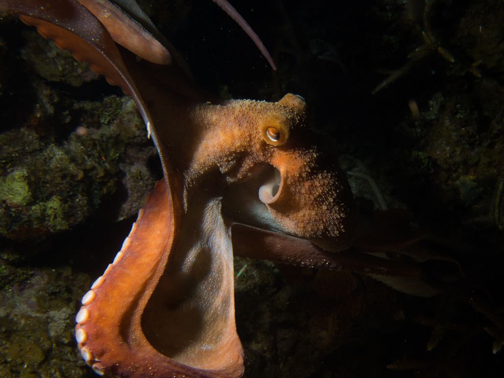 Octopus in motion | Smithsonian Photo Contest | Smithsonian Magazine