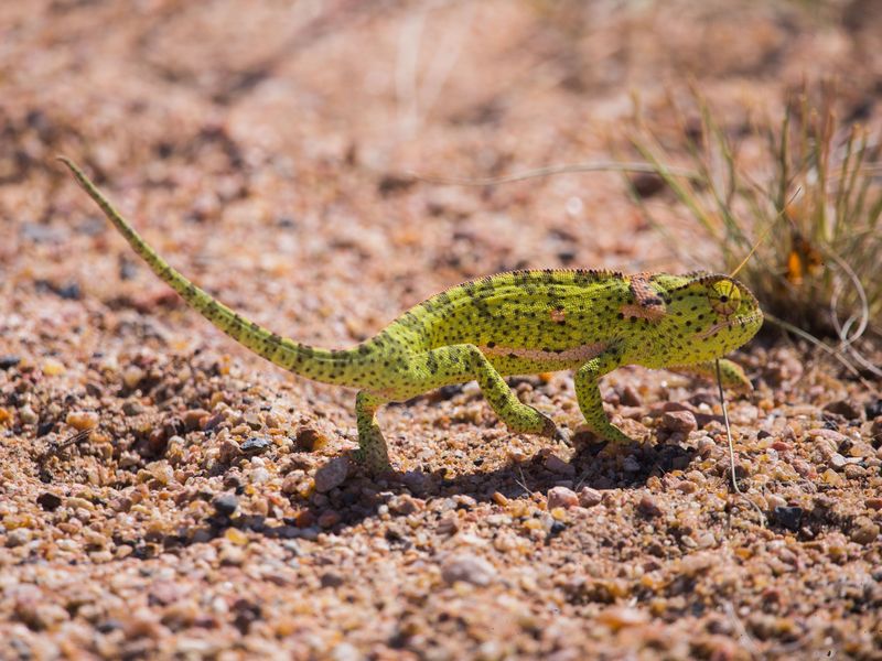 Walking Chameleon | Smithsonian Photo Contest ...