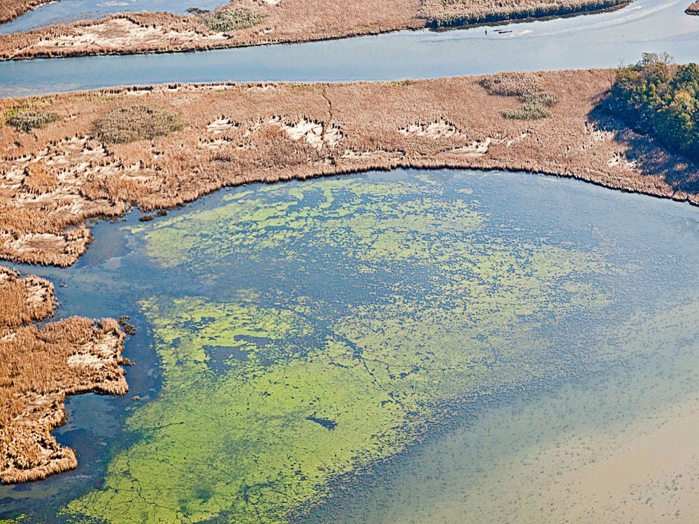 Ocean Dead Zones Are Getting Worse Globally Due to Climate Change