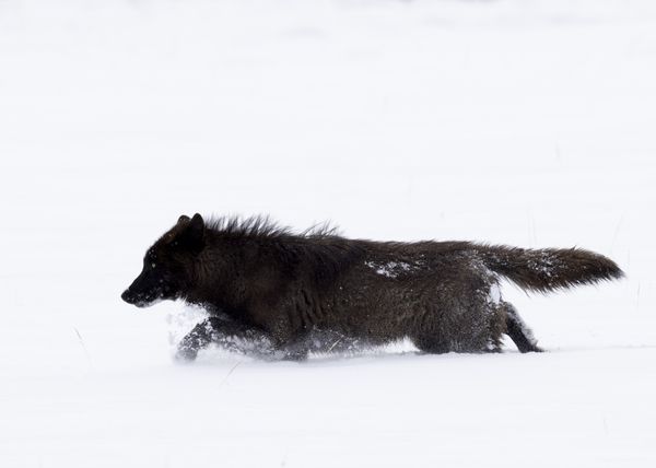 A Lone Wapiti Lake Wolf trudging along in snow thumbnail