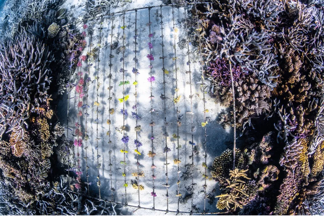 growing samples
