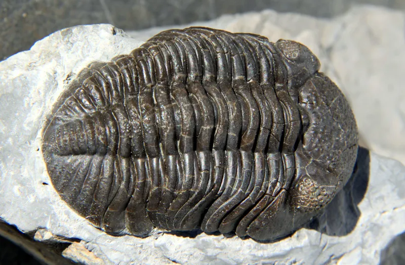 trilobite-phacops.jpg