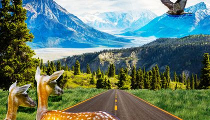 What Happens When Animals Cross the Road