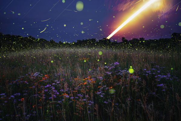 Bergamot Moon and Fireflies thumbnail