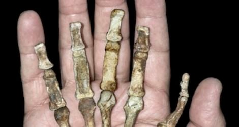 Australopithecus sediba had a hand built for making stone tools