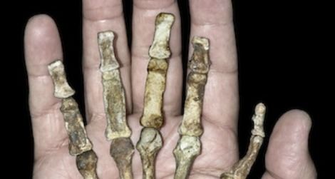 Australopithecus sediba had a hand built for making stone tools