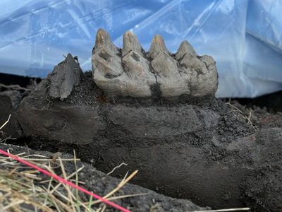 A recently excavated mastodon tooth found in a backyard, still embedded in the jaw
