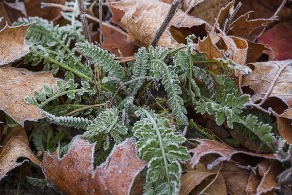 First Frost, Sullivan Harbor thumbnail