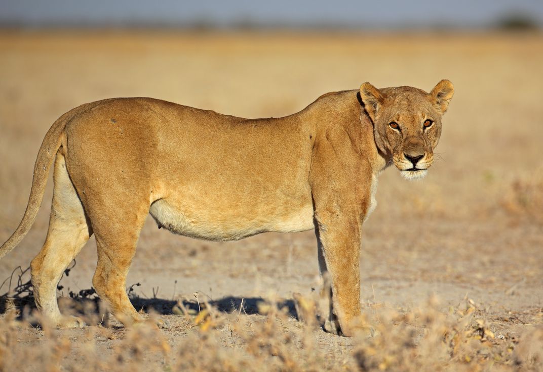Lioness in Namibia