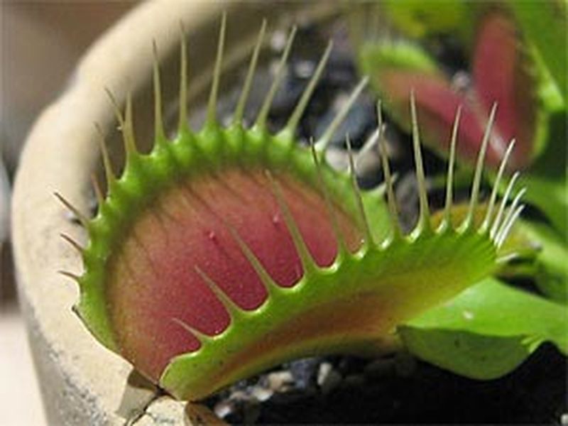 How Venus flytraps evolved their taste for meat, Science