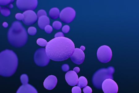 An artist&#39;s illustration of microscopic&nbsp;Candida auris organisms&nbsp;