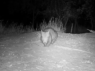 The youngster appears healthy, with a "smooth consistent coat and no obvious signs of injury," according to the Australian Wildlife Conservancy.