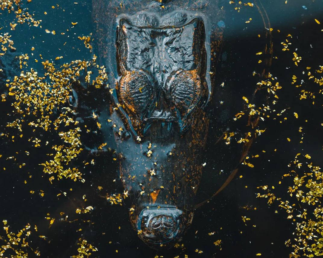 Details of a Dinosaur