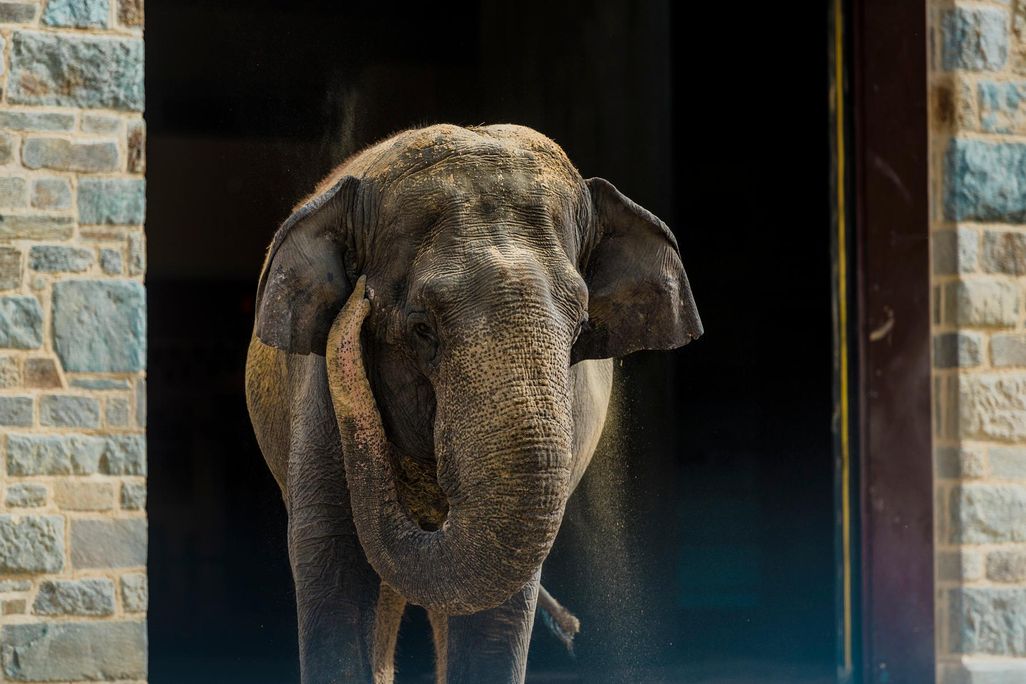 Shanthi the elephant