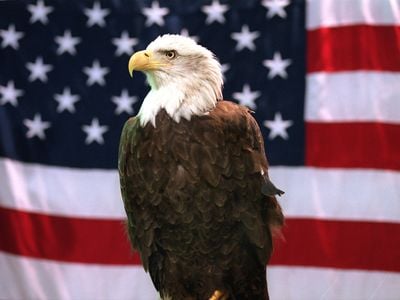 The bald eagle is finally being recognized as America&#39;s national bird.
