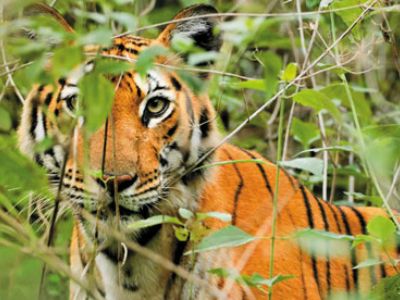 Tiger_631x300.jpg
