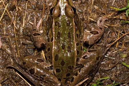 Introducing Rana kauffeldi, a newly recognized New York City resident. 