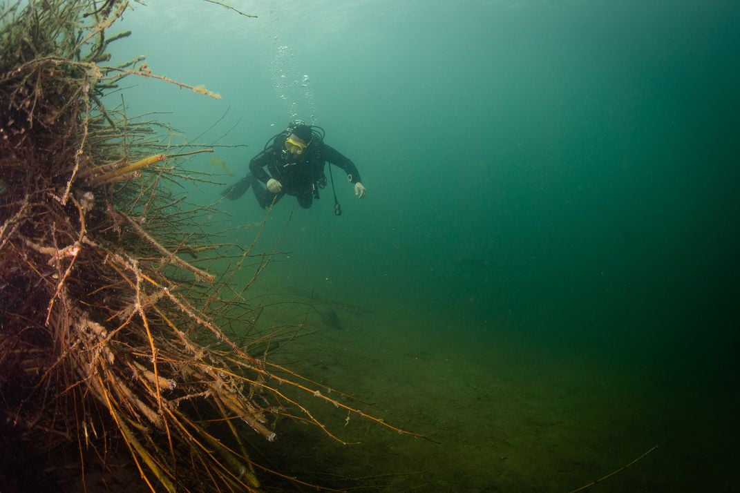 Italian Divers Revive Centuries-Old Tradition to Help Save European Perch