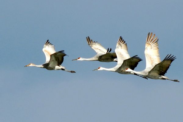 Migration of Sandhill Cranes thumbnail