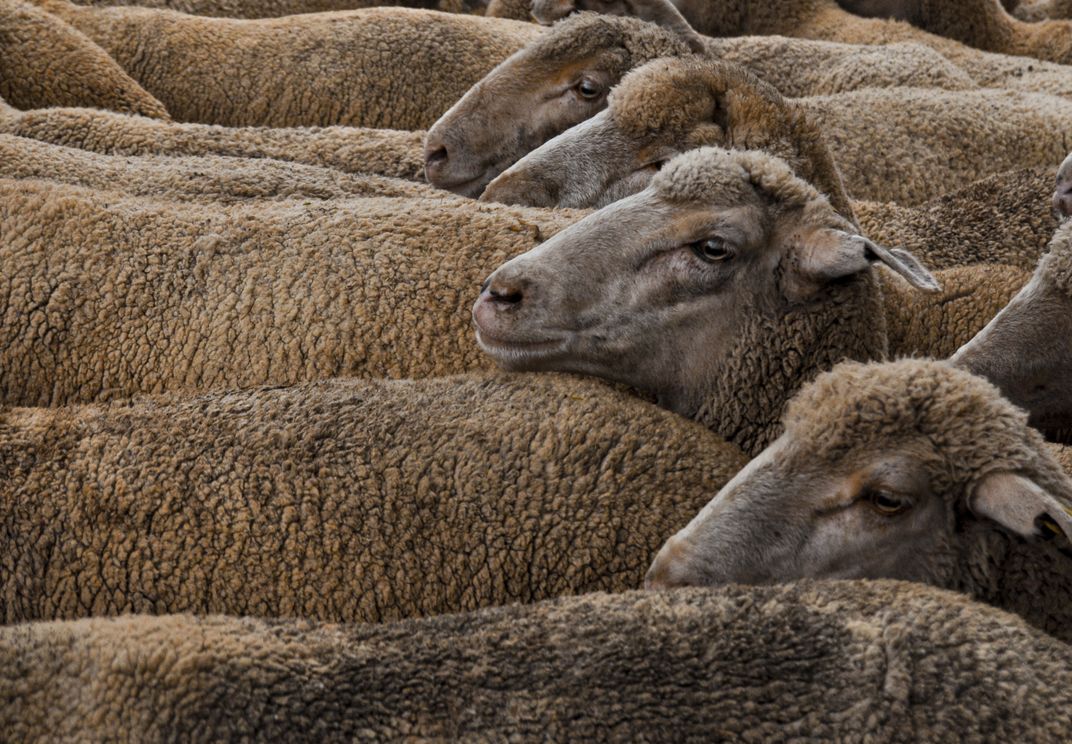 Trashumante | Smithsonian Photo Contest | Smithsonian Magazine