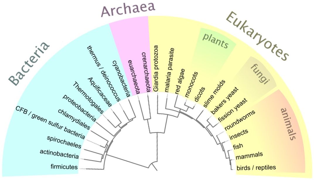 The tree of life. 