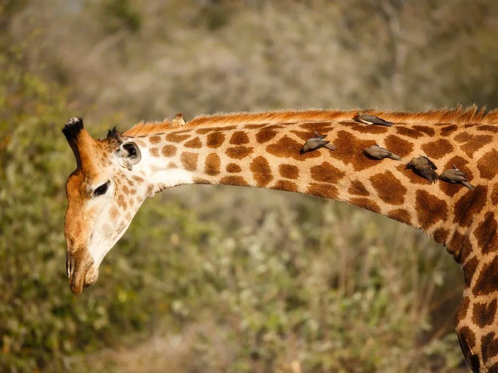 giraffe