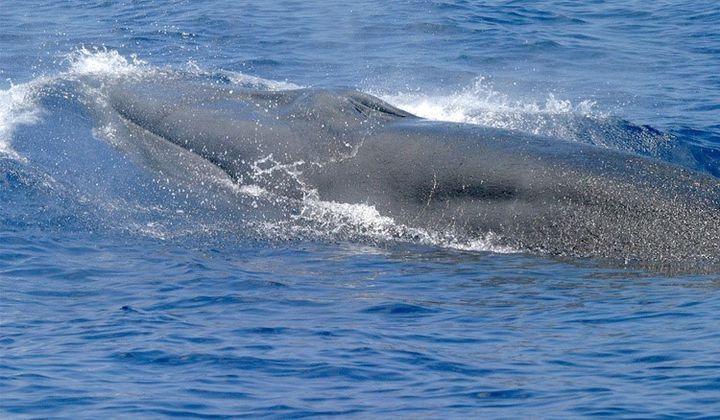 A whale cresting the surface of water.