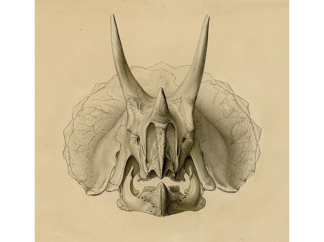 Triceratops prorsus